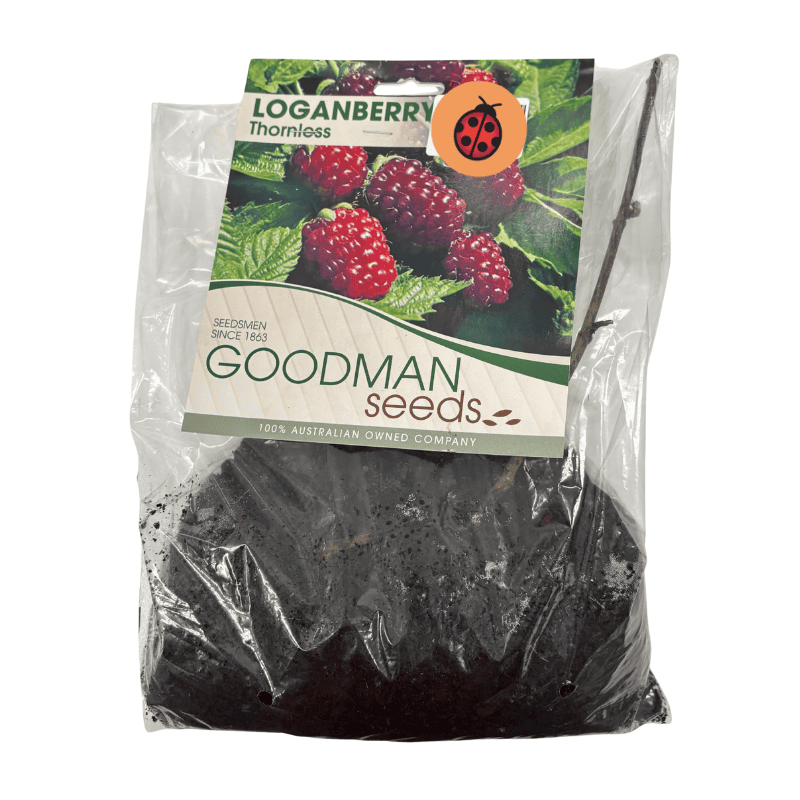 Loganberry Thornless