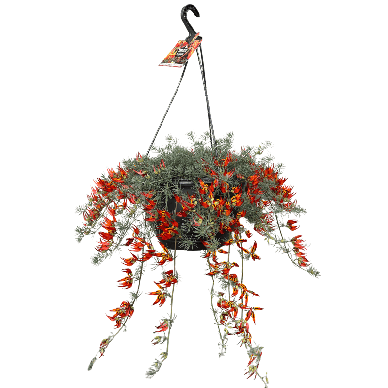 Lotus Red Flash 27cm Basket