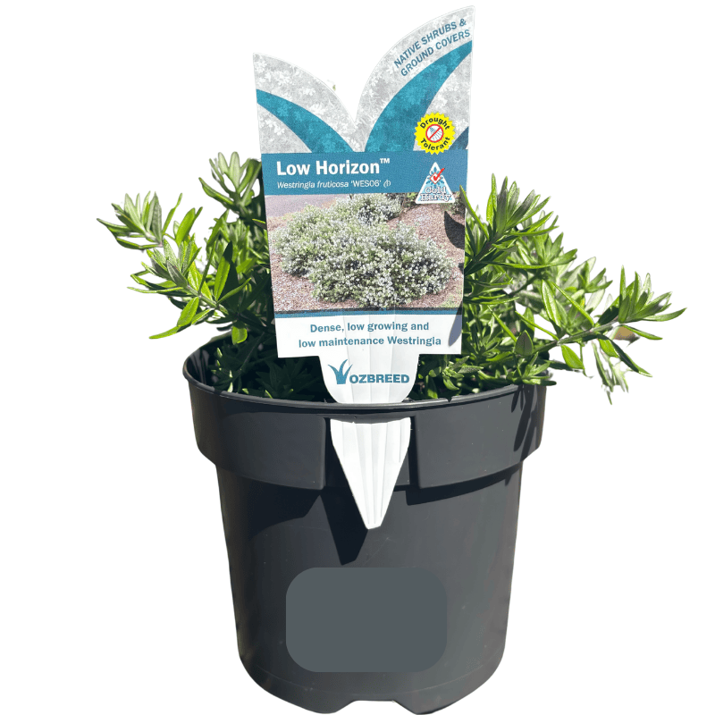 Westringia fruticosa Low Horizon 14cm
