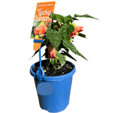Abutilon 'Lucky Lantern Tangerine' 15cm