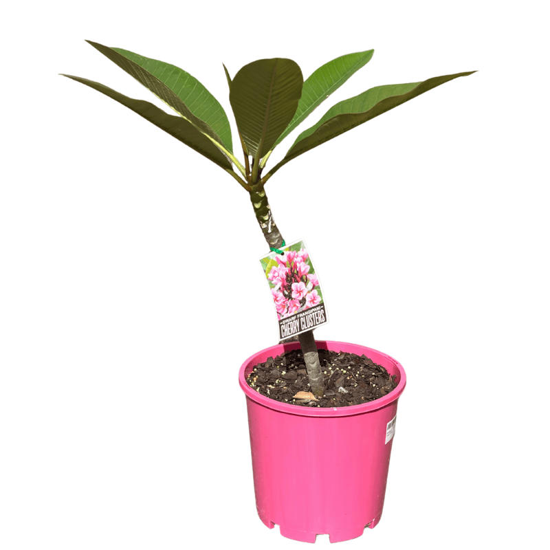 Frangipani Lulu 20cm