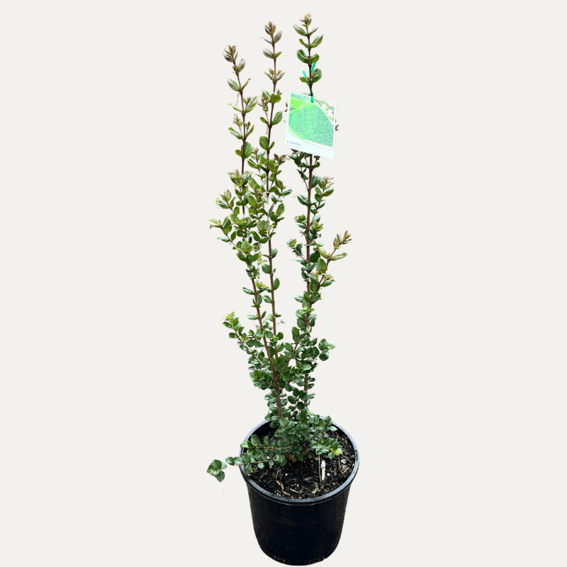 Luma apiculata 20cm