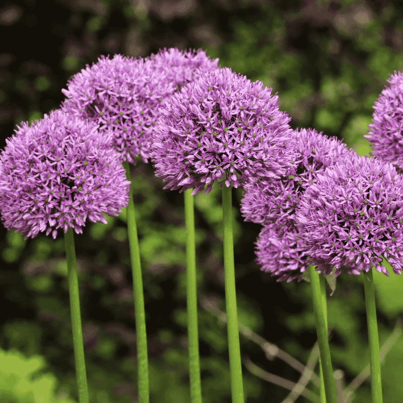 Allium Luna 14cm