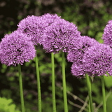 Allium Luna 14cm