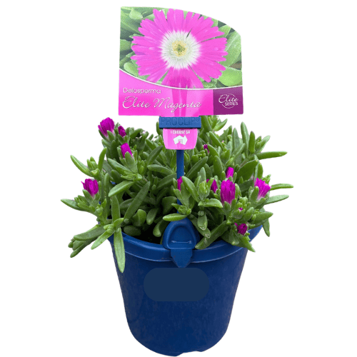 Delosperma Elite Magenta Glow 15cm