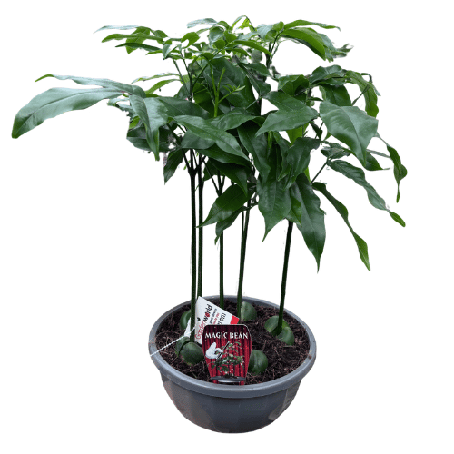Castanospermum australe - Magic Bean 19cm