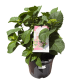 Hydrangea Magical Revolution Pink 20cm