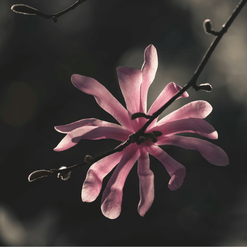 Magnolia stellata 25cm