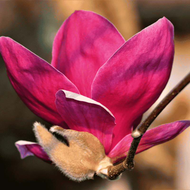 Magnolia 'Genie' 40cm