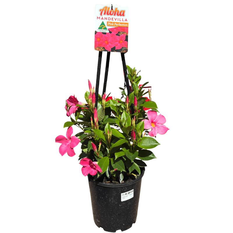 Mandevilla Aloha Pink Perfection 17cm