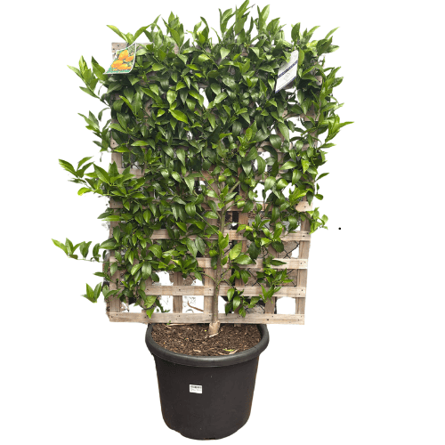 Mandarin Imperial Espalier 40cm