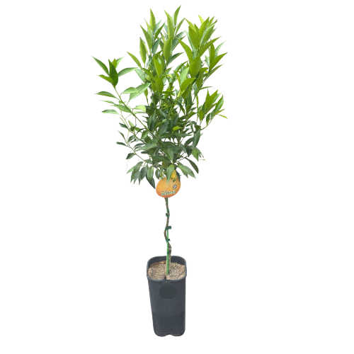 Mandarin Imperial 17cm
