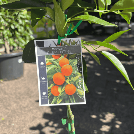 Mandarin Clementine 17cm