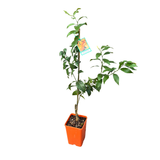 Mandarin 'Imperial' 17cm