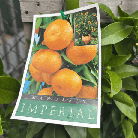 Mandarin Imperial Espalier 40cm