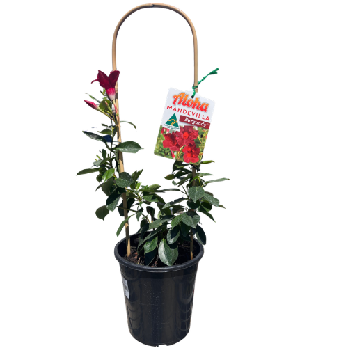 Mandevilla Aloha Burgundy 17cm