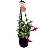Mandevilla 'Red' 18cm