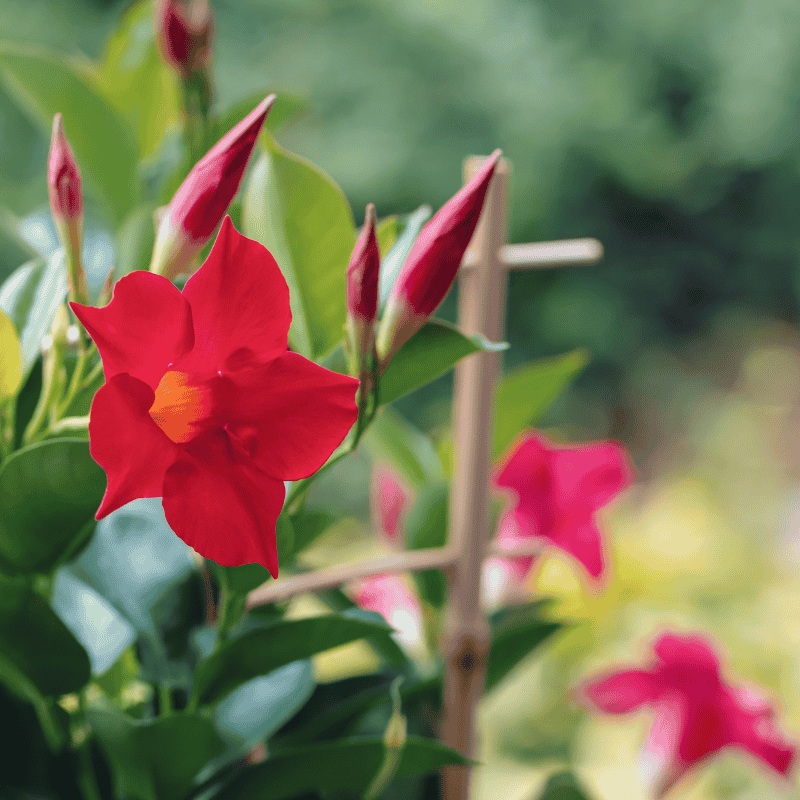 Mandevilla 'Red' 18cm