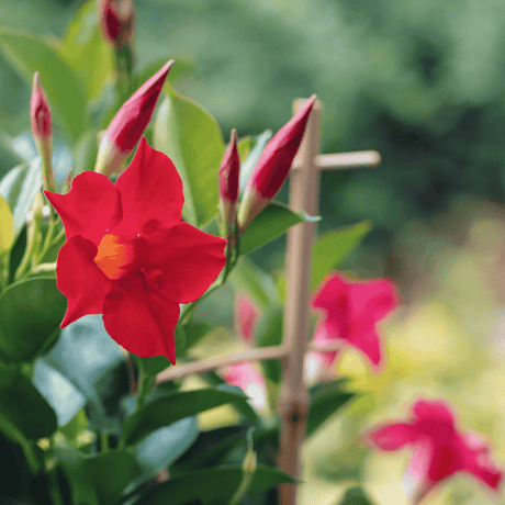 Mandevilla 'Red' 18cm
