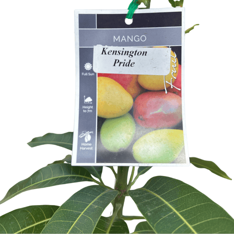 Kensington Pride Mango 5L