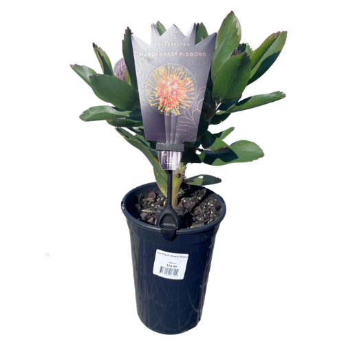 Leucospermum Mardi Gras Ribbons  14cm