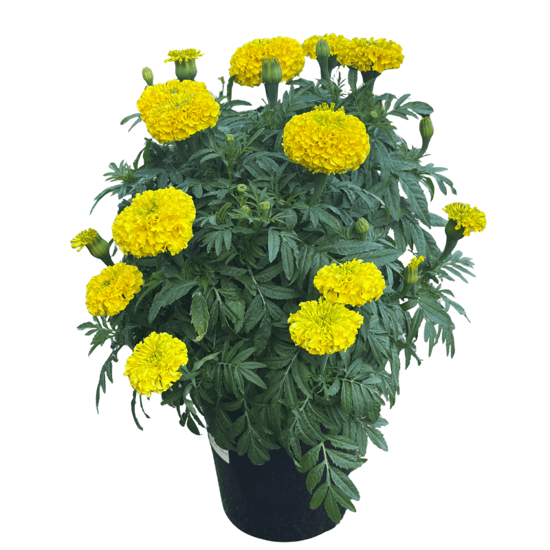 Marigold Marvel Gold 20cm