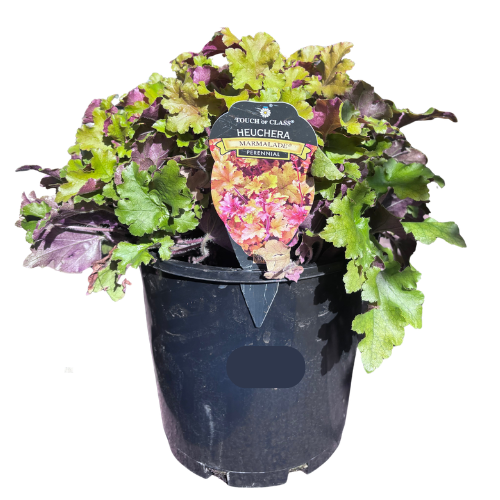 Heuchera 'Marmalade' 20cm
