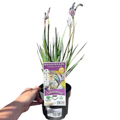 Kangaroo Paw Celebrations Masquerade 14cm