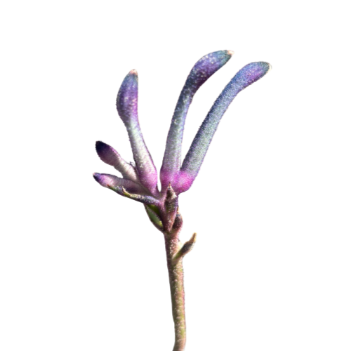 Kangaroo Paw Celebrations Masquerade 14cm
