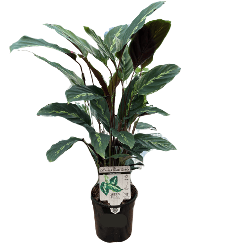 Calathea Maui Queen 13cm