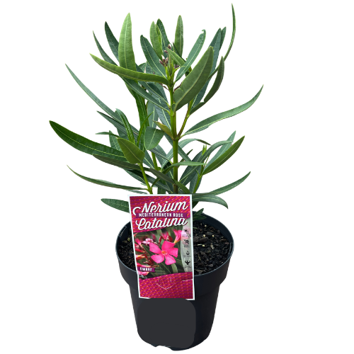 Nerium Mediterranean Rose Catalina 18cm