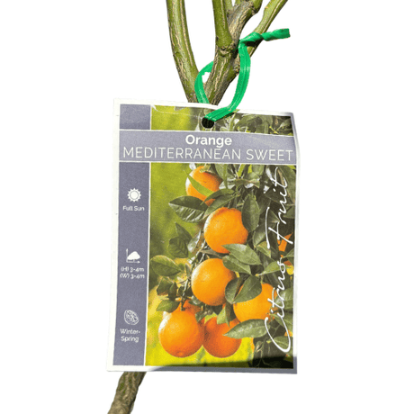 Orange Mediterranean Sweet 17cm