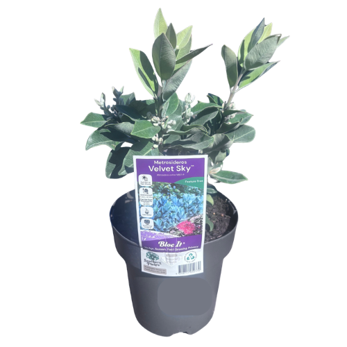 Metrosideros Velvet Sky 18cm