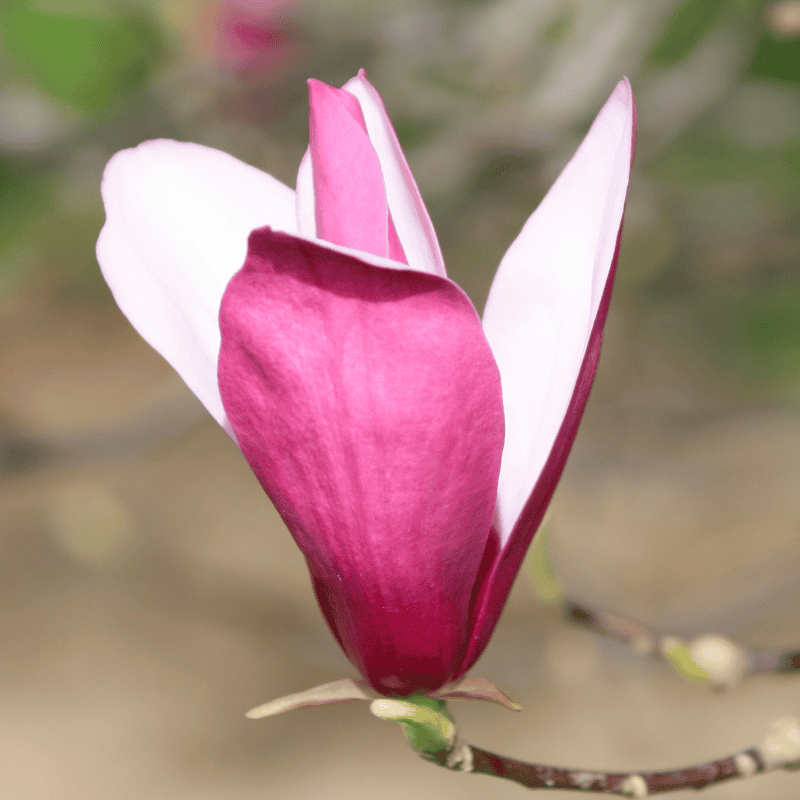 Magnolia Cameo 25cm
