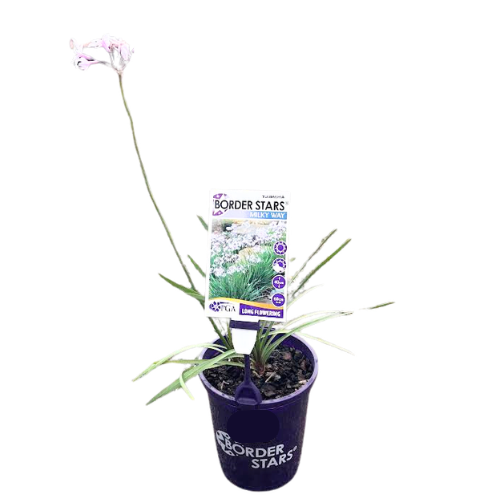 Tulbaghia Milky Way 14cm