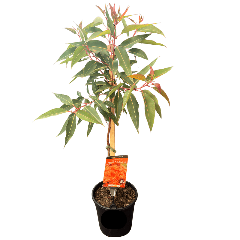 CORYMBIA MINI ORANGE 20CM