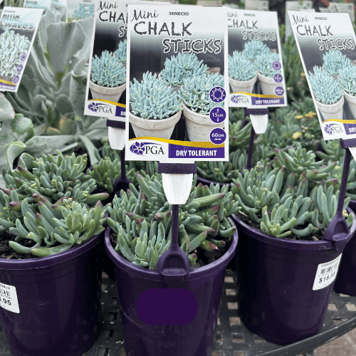 Senecio Mini Chalk Sticks 14cm