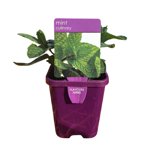 Mint Common 10cm