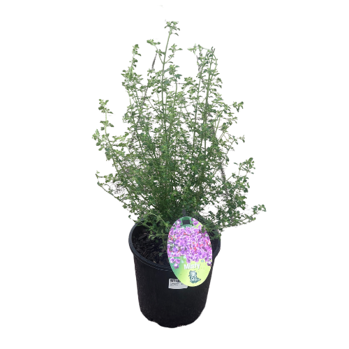 Prostanthera sieberi Minty 20cm