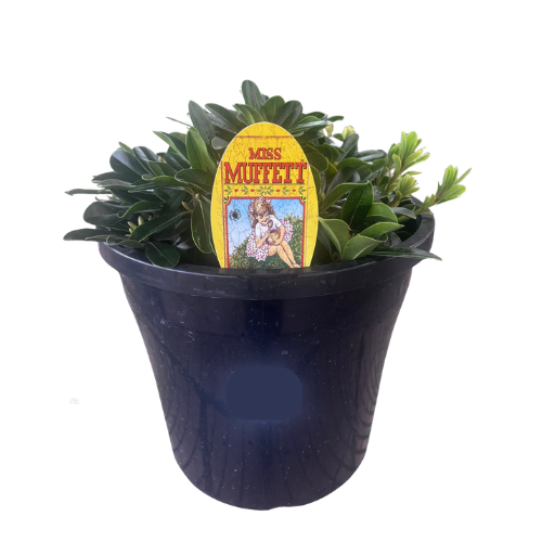 Pittosporum Miss Muffet 25cm