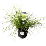 Lomandra Misty Green 14cm