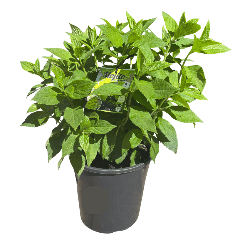 Hydrangea paniculata Mojito 20cm