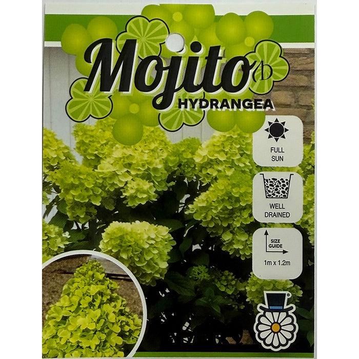 Hydrangea paniculata Mojito 20cm