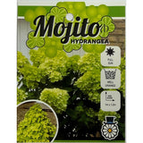 Hydrangea paniculata Mojito 20cm