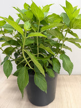 Hydrangea paniculata Mojito 20cm