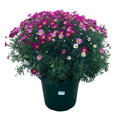 Argyranthemum Molimba Red 30cm