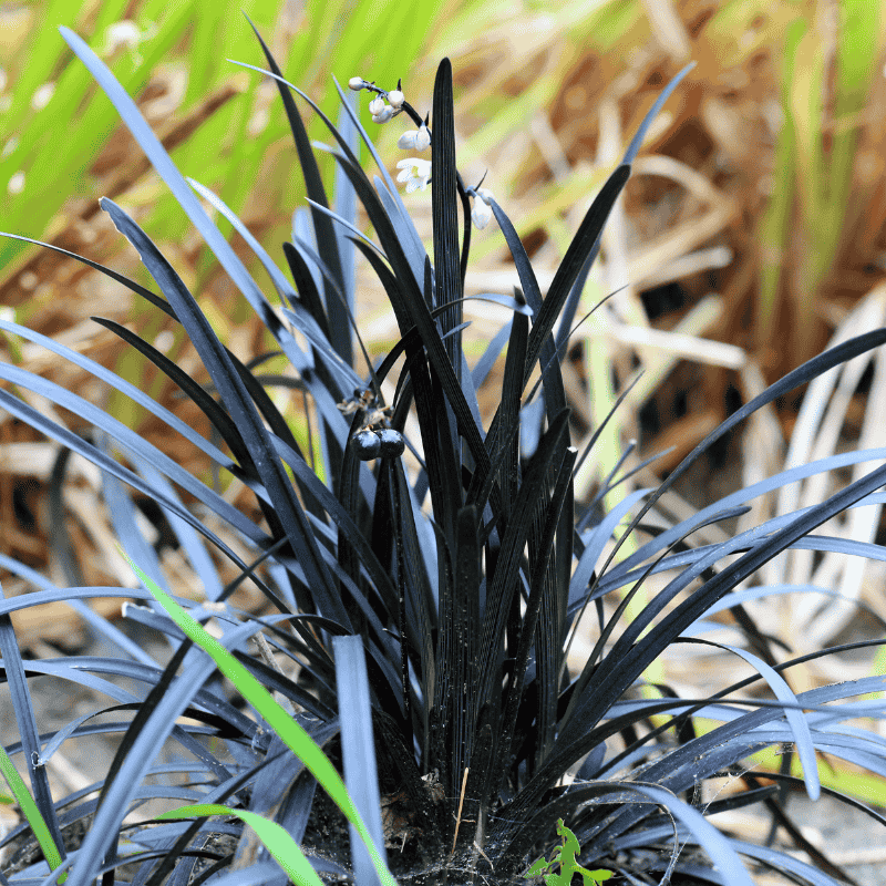 Mondo Black 10cm