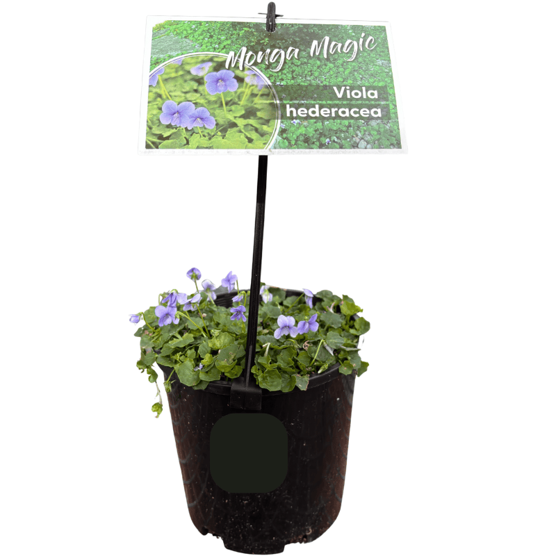 Viola hederacea Monga Magic 14cm