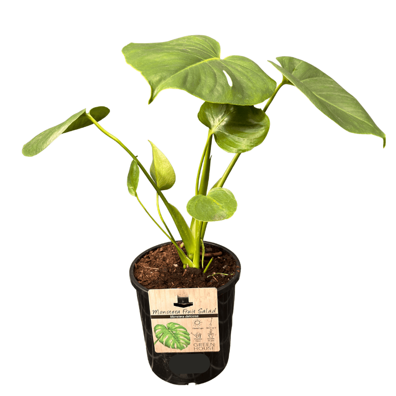 Monstera deliciosa 17cm