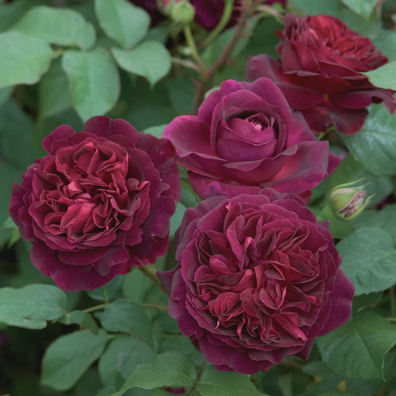 Rose Munstead Wood 20cm (David Austin)